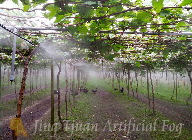 【Greenhouse】Grape garden