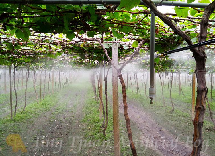 【葡萄園】葡萄園棚加濕降溫